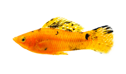 Molly fish isolated on transparent png