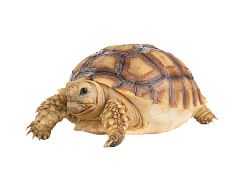 turtle on transparent png