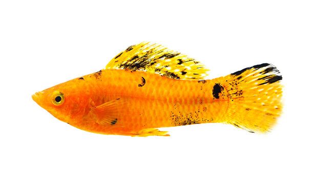 Molly fish isolated on transparent png