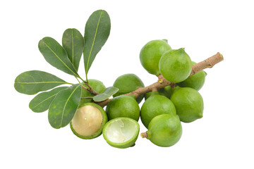 fresh macadamia nut on transparent png