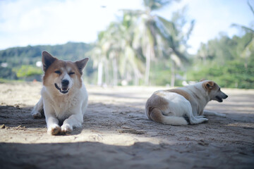 cute mongrel dog is resting lying down