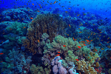 coral reef background, underwater marine life ecosystem ocean sea