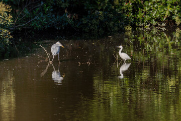 アオサギとコサギ