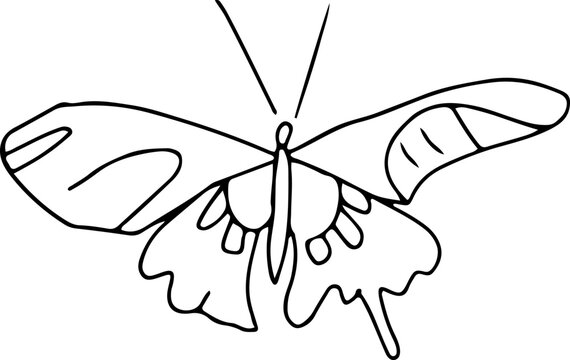 Latest butterfly hand drawn design