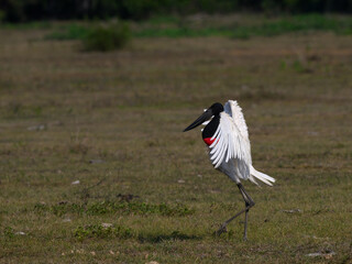 Jabiru with open wings walking in savannah grasslands of Brazil