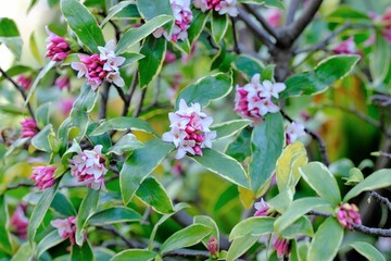 bud of Winter Daphne ,Daphne odora	
