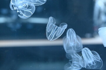 皆で仲良く水中を漂うカブトクラゲ（Comb jelly）