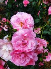 Pink roses plant with blur bush background, gardening photography
