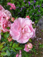 Pink roses plant with blur bush background, gardening photography