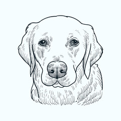Vintage hand drawn golden Retriever dog