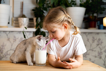 Fototapeta na wymiar a small blonde girl sits at a table with a white Scottish kitten and drinks milk from one glass