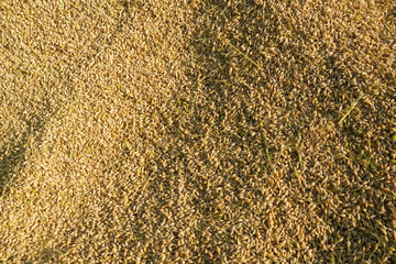 Overhead view of unhulled rice