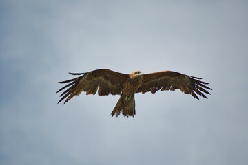 A kite flying in the sky.   Kyoto Japan
