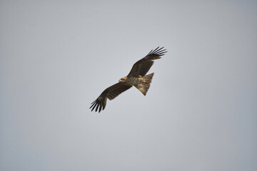 A kite flying in the sky.   Kyoto Japan
