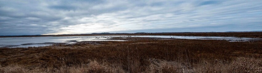 Panorama of Plum Island Salt Paty, Newburyport Ma.   Ducks in the sound 