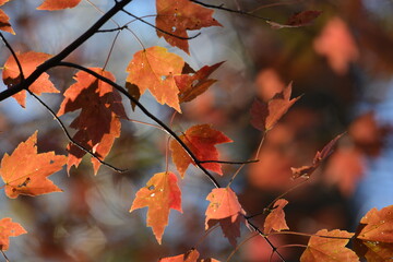 Fall leaves