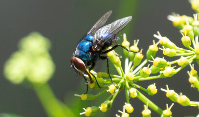 Mosca azul ou varejeira