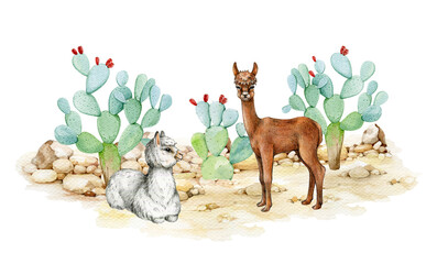 Two lama animals in desert landscape. Watercolor illustration. Hand drawn couple of llama with prickly pear cactus background. Wildlife nature scene with llama animals © anitapol