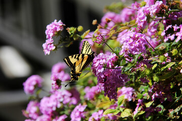 Macro photo of yellow monarch butterfly resting on purple perennial flowers