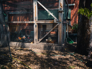Chickens in a coop © Thanh