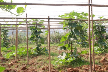 bottle gourd spinach on farm