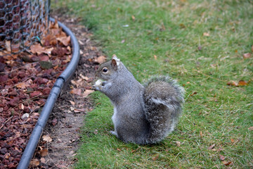 Closeup of squirrel eating and enjoying nature