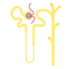 Nephrons are the subunits of the kidneys. - obrazy, fototapety, plakaty