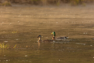 Mist over a river at the Yellowstone National Park 