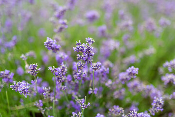 Beautiful lavender flower closeup flower