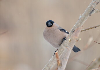 A female bullfinch sits on a branch on a January morning. Western Siberia. Russia