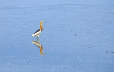 reflection with water a egret stands in the rice field for food after the farmers plows the soil to prepare for planting.
