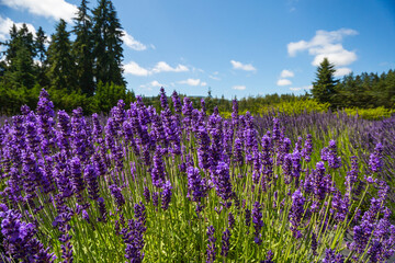 Beautiful lavender flower closeup flower