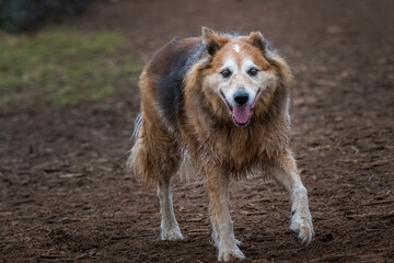 2022-12-10 A SENIOR TAN AND WHITE COLORED SHEPARD STYLED DOG WALKING AT A OFF LEASH DOG PARK IN REDMOND WASHINGTON