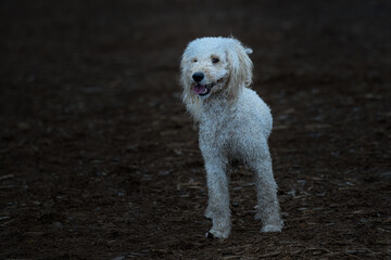 2022-12-10 A WHITE CURLY POODLE WITH DIRT ALLOVER ITS FUR STANDING IN A OPEN AREA