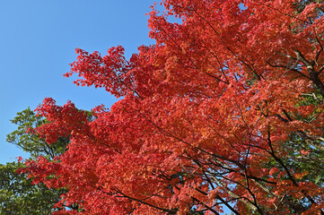 紅葉期の大興善寺「契園」