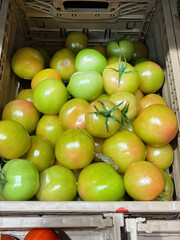 Green tomatoes on the shelf in the grocery store