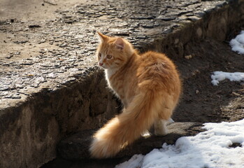 A red kitten walks in the sun. Moscow region. Russia