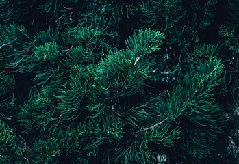 Concept of pine leaves dark green texture abstract tropical leaf nature background