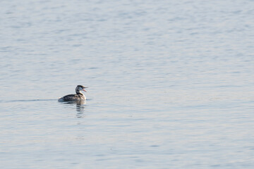 Great crested grebe shouting on sea