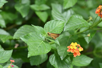ランタナの花の蜜を吸いに来た蛾の成虫が葉の上で休む
