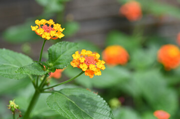 ランタナの花のクローズアップ