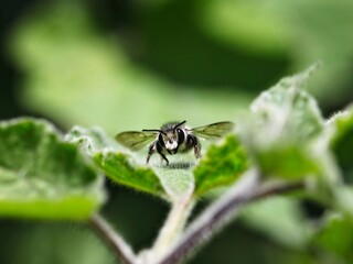 Hermit bee resting, bee staring at the camera, perched on a grape leaf.   
