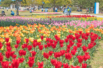 チューリップ畑