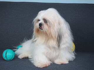 Fluffy white Shih Tzu dog on the sofa at home.