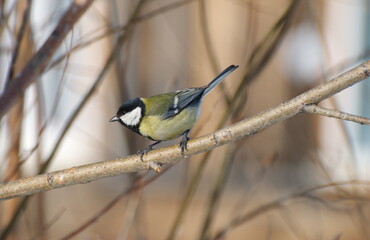 A big tit sits on a branch on a snowy cloudy day. Western Siberia. Russia