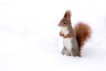 red little squirrel standing on white snow in wintertime © Mr Twister