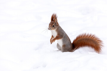 young red squirrel searching for food in winter park, covered with snow