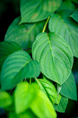 green leaves background