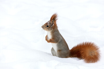 red squirrel standing on snow in winter park