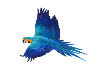 Colorful flying parrots isolated on transparent background.